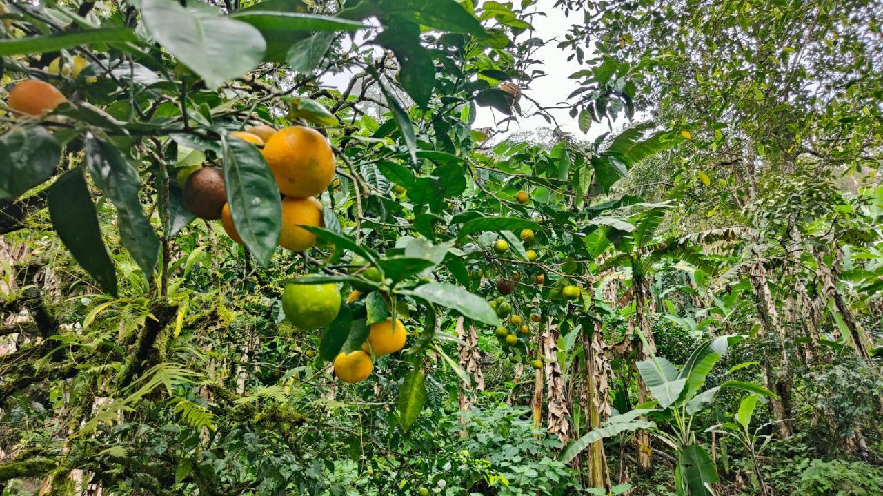 Minca Sintropia - Sustainable Lodge & Organic Coffee Finca エクステリア 写真