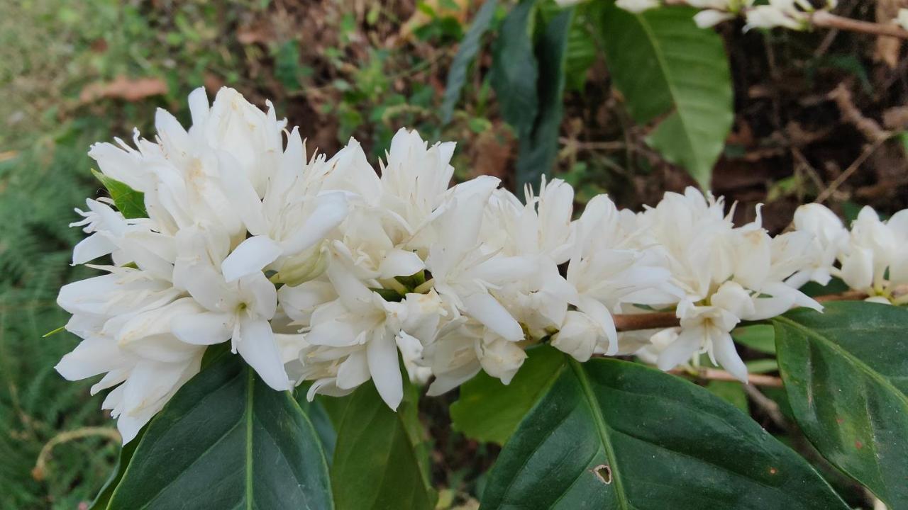 Minca Sintropia - Sustainable Lodge & Organic Coffee Finca エクステリア 写真