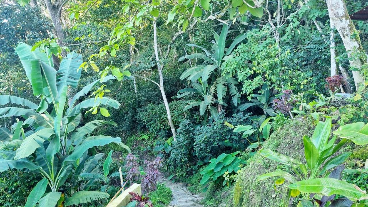 Minca Sintropia - Sustainable Lodge & Organic Coffee Finca エクステリア 写真
